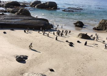 Afrika penguenleri…