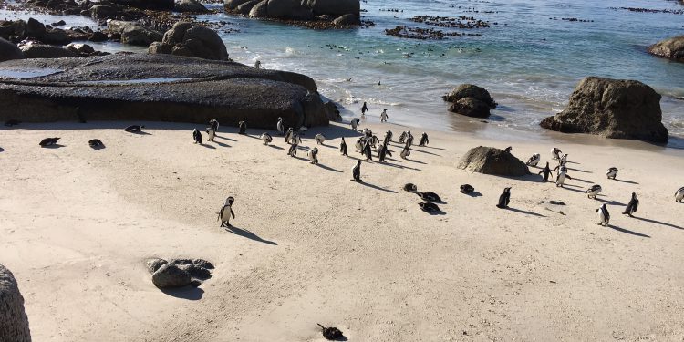 Afrika penguenleri…