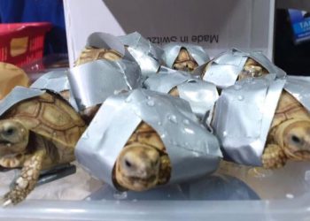 Havalimanında 4 valizden 1529 kaplumbağa çıktı