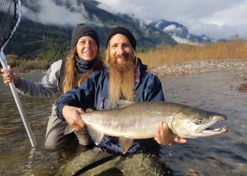Helikopterle binlerce somon balığı taşınacak