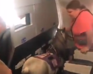 Yolcu uçağına atıyla beraber bindi