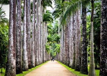 Dünyanın en güzel 6 botanik bahçesi