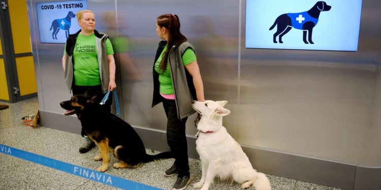 Koronalı yolcuları eğitimli köpekler tespit edecek