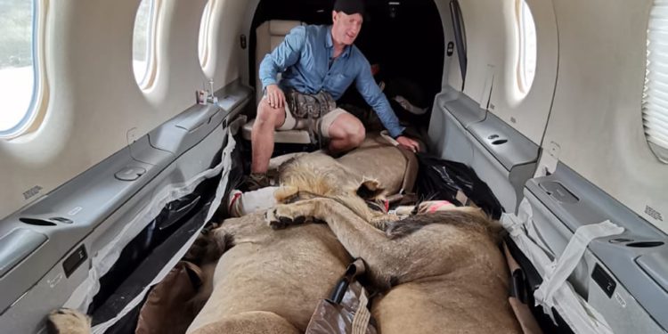 Aslanları kabinde böyle taşıdılar