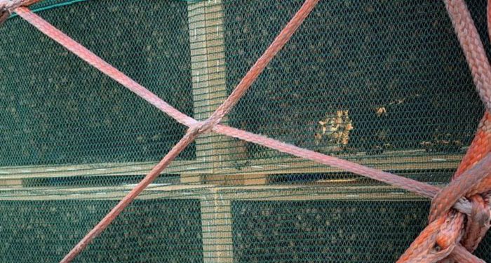 Binlerce kraliçe arı A350 uçuşu yaptı