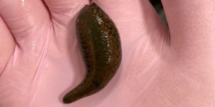 İstanbul Havalimanı’nda 4 bin canlı tıbbi sülük ele geçirildi