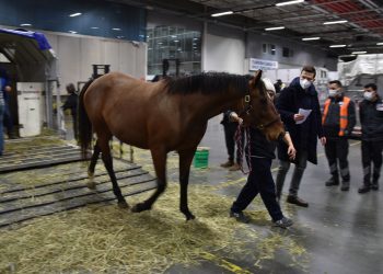 Turkish Cargo, 63 atı Şikago’dan İstanbul’a taşıdı