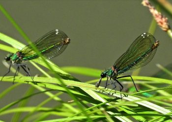 ASELSAN’dan böcek boyutunda İHA