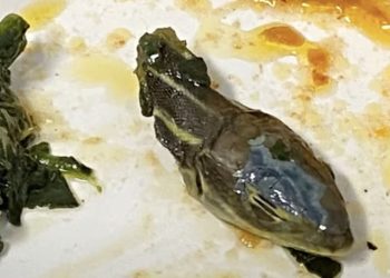 SunExpress’in cimriliği yemekten yılan kafası çıkarttı!