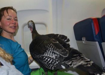 Uçaklarda seyahat edilen en ilginç hayvan türleri…