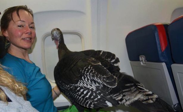 Uçaklarda seyahat edilen en ilginç hayvan türleri…