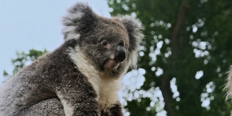 Turkish Cargo koala Yani’yi yeni yuvasına kavuşturdu