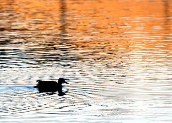 Levent’te hür ve müstakil bir ördek