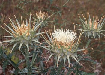 Hiç hostes yediniz mi?