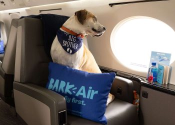 Köpeklere özel havayolu ilk seferini gerçekleştirdi