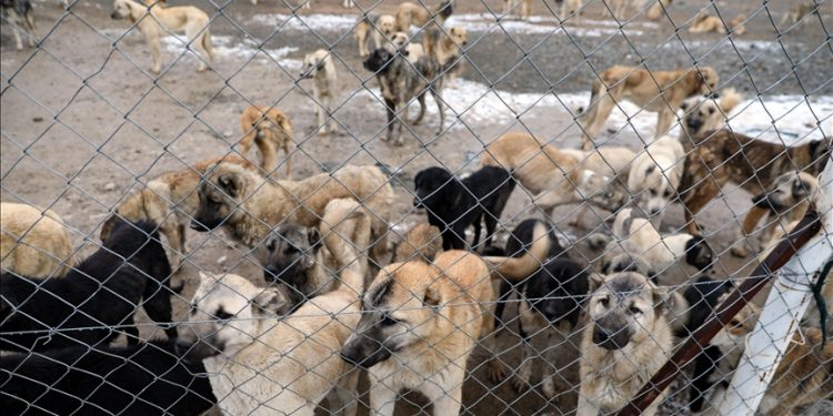 Öldürmesinler ama çare bulsunlar!