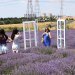 Tekirdağ’da lavanta tarlaları popüler hale geldi