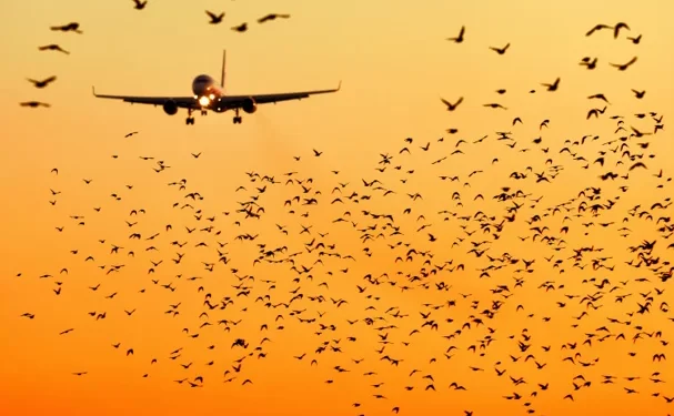 Güney Kore havalimanlarında “kuş kamerası” dönemi başlıyor!