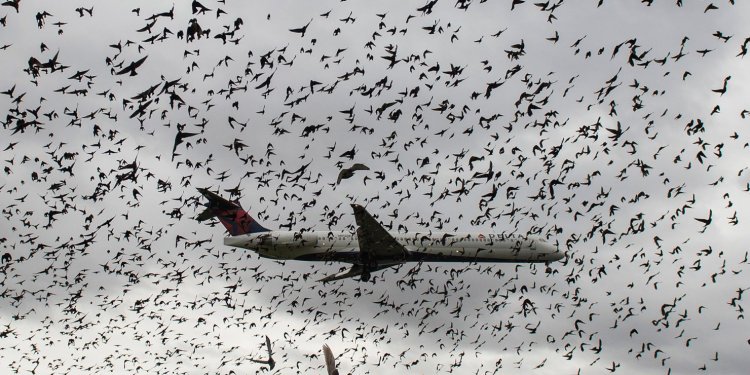 Hayvanlar yüzünden yaşanan inanılmaz kazalar!