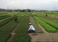 Çalışkan, yurtsever insanların ülkesi Vietnam – Bölüm: 3 China Beach ve Hoi An