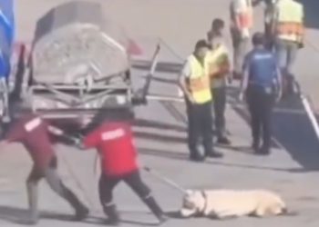 Apronda köpeğin sürüklenmesine iGA’dan açıklama