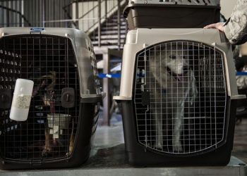 Köpeğini kaybetti, mahkeme ‘bagaj’ dedi!