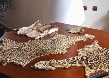 Çukurova Havalimanı’nda yaban hayvanı ürünleri ele geçirildi