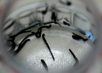 90 bin tıbbi sülüğün ülkeye girişi engellendi